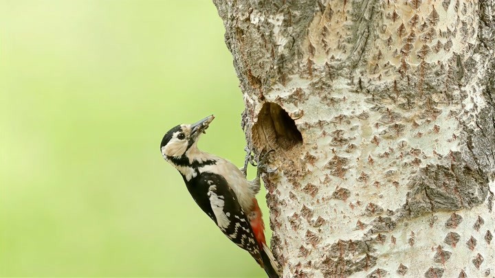 老毕拍拍说:大斑琢木鸟交替喂雏,朋友们注意到哪只是雄鸟了吗?