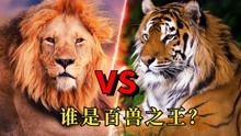 老虎VS狮子真实视频，究竟谁是“百兽之王”？国际公认哪个厉害？