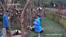 这种长熊猫的树到底是怎么种的?能不能告诉我一声！