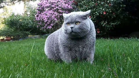 蓝猫胖成球,走路时肚皮都快贴到地面,该减减肥了