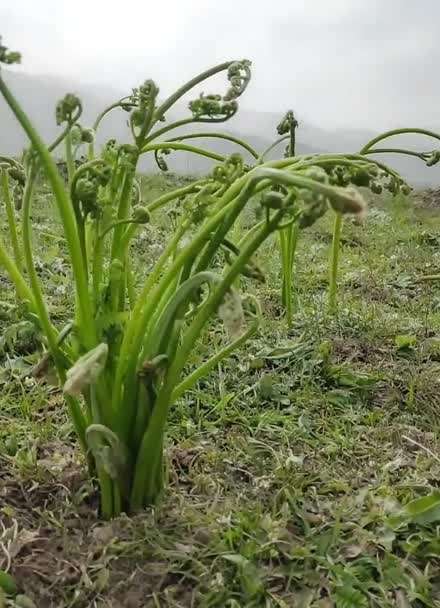 积石山的蕨菜长大了,蕨菜是最原始的植物之一,生长于高海拔山地,其