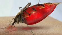 蚊子吸了“艾滋病人”的血，再去叮咬正常人，这样还会被感染吗？