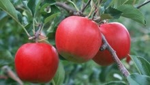 我国成为世界最大苹果生产国：种植面积、产量均占全球50%