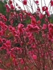 相思桃花雨简谱_相思桃花雨图片