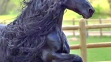 这匹叫“弗雷德里克大帝”的马获得“全球最帅马匹”的称号，贵族气质无敌了！#黑马王子