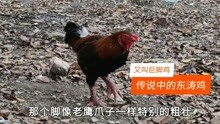 越南东涛鸡，世界上最贵的鸡，在中国有钱都不一定买得到