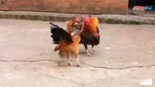 斗鸡：红薇挑战PK鸡群土公鸡