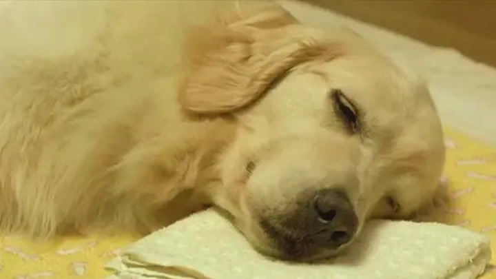 高分催泪影片：忠犬为了遵守与主人的10个约定，耗尽了自己的一生