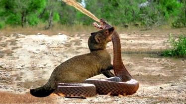 动物世界蛇吃蛇大战图片