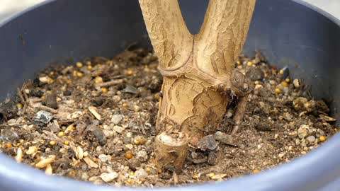 玉树2个养护技巧,能让根系快速木质化,养成老桩无疑了