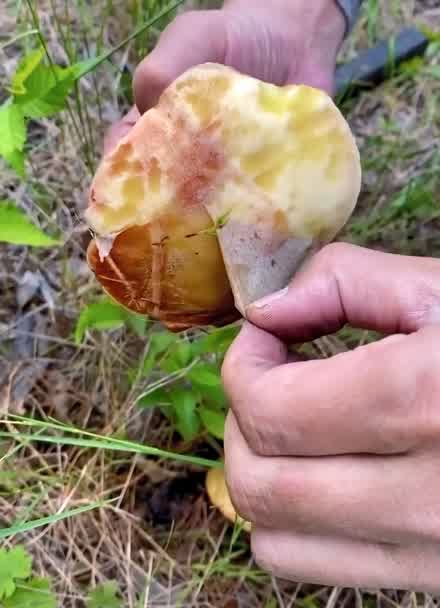 粘团子蘑菇图片 种类图片