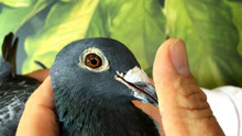 镇棚种鸽欣赏，台湾名家的08年迪威詹森黄金种母