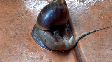 非洲大蜗牛露出真面目,秒杀蜥蜴,一口咬下蜥蜴半个头!