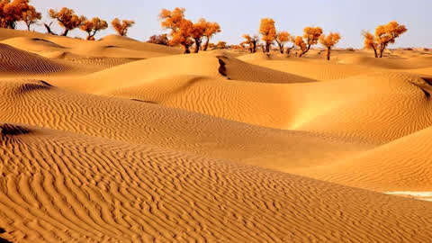 我国耗资几十亿,在大西北沙漠种的几亿棵树,现在长成什么样了?