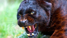 陆地最“强悍”动物，捕猎时一击毙命，狮子和老虎都得让它3分！