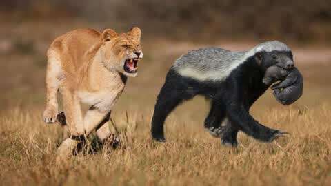 狮子错误攻击蜜獾,狮子选择错误的对手进行攻击并获得悲惨结果!