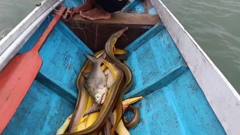 出海捕鱼钓大海鳗,金黄色的很少见,很多人见都没见过