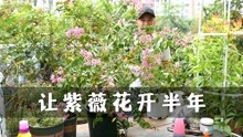 [图]一年追两次底肥，紫薇花就能开半年以上，花量大到没朋友