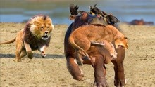 水牛超强的抵抗力，苦苦坚持直到同伴赶来，狮子撤退非常无奈！