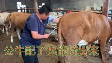 公牛配了发情的母牛，配种员把牛精挤出来跟一枪，要哭了！