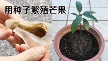 [图]吃完的芒果核不要扔，2个步骤，教你种出一棵芒果树