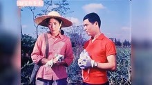 79年喜剧电影《甜蜜的事业》李秀明主演 于淑珍演唱