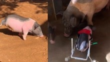 茂名电白版猪坚强，天生只有两条腿，坐上轮椅重新奔跑！