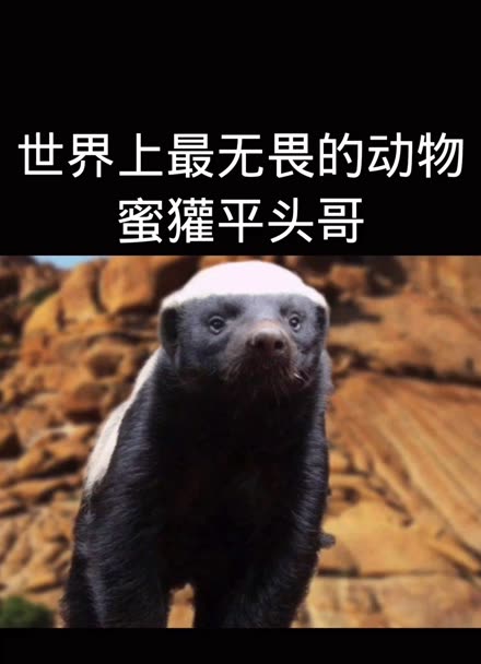 世界上最無畏的動物江湖人稱平頭哥蜜獾