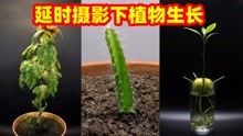 [图]延时摄影下植物萌芽生长过程，生命的力量太奇妙了，仿佛治愈一切