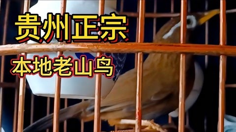贵州画眉鸟王60万图片