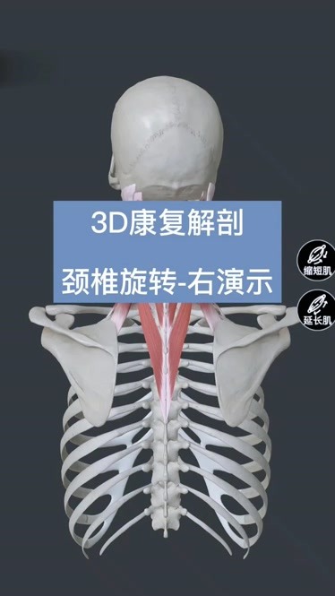 3d康复解剖演示