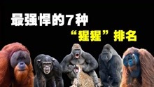 [图]最强悍的7种猩猩，银背大猩猩的战斗力远超我们的想象！