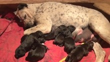 皮特大老婆诞下8只幼犬，为犬舍立下汗马功劳，看阿龙奖励的啥