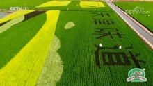 中央台农产品广告展播--天津小站稻