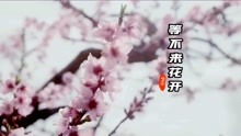 [图]Pro《等不到花开》我一直在苦苦等待，却等不到我爱的人回来