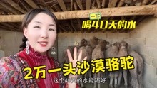 [图]小驼羔为啥不单卖？新疆沙漠骆驼40天不喝水能存活，2万一头贵不