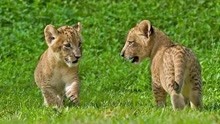 狮子的群居生活，母狮外出狩猎，幼崽遭到公狮抛弃差点丧命