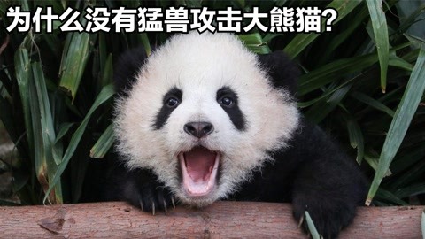 大熊猫的天敌是谁图片
