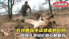[图]长颈鹿踩中盗猎者的陷阱，即将失去生命，救援人员给它做心肺复苏