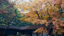 [图]从古镇银杏到渔家风情，没看过这四处秋景，就错过了无锡最美秋天