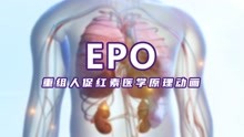 EPO 重组人促红素医学原理动画