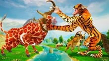 自制儿童动画，虎狼想要吃掉奶牛，3头公牛愤怒了