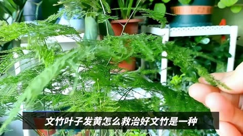 文竹叶子发黄怎么挽救养的(文竹叶子发黄浇白糖水有用吗)