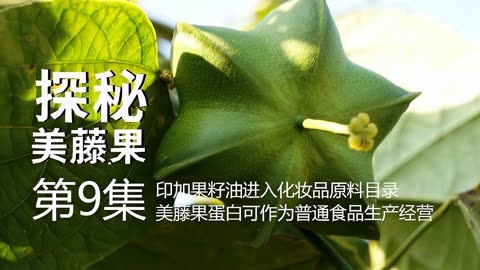 《探秘美藤果》第9集 印加果籽油进入化妆品原料目录