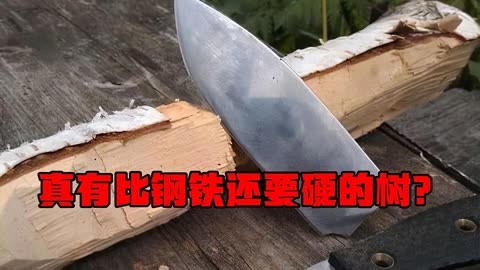 铁桦树木剑图片