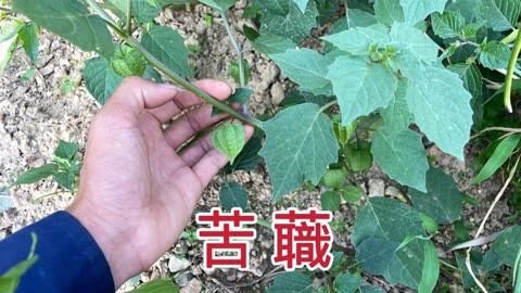 苦灯笼草图片和功效图片