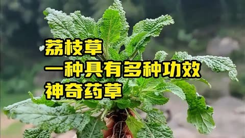 茄枝草图片功效作用图片