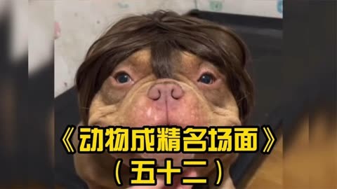 親愛的,你看我今天有啥不一樣?搞笑動物合集(五十二)