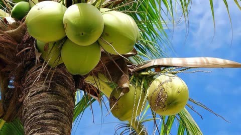 海南椰子成熟季节:热带之夏的馥郁芬芳
