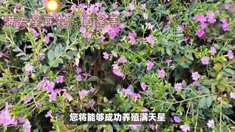 满天星的养殖方法